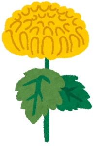 flower_kiku