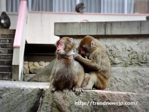 見ざる言わざる聞かざるを英語で説明 三猿との繋がりが解説上手への道 生活いろいろ情報サイト